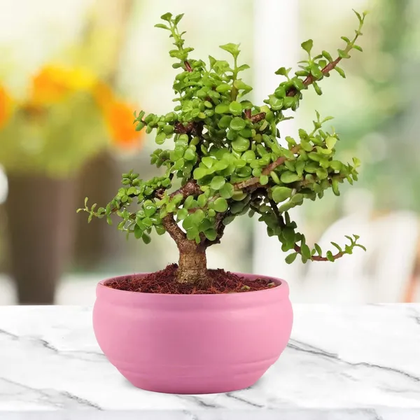 Bowl_Small_Purple_Ceramic_Pots_For_Indoor_Plants,_Planters,_Flower,_Pots,_Gamla,_Outdoor,_Balcony,_Home,_Garden,_Office_Decor,_Succulent_Pot(D_-_15_X_H_-_8_Cm)