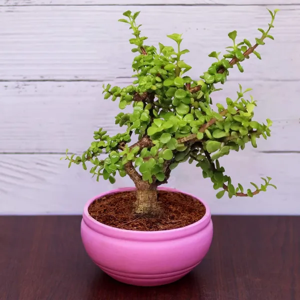 Bowl_Small_Purple_Ceramic_Pots_For_Indoor_Plants,_Planters,_Flower,_Pots,_Gamla,_Outdoor,_Balcony,_Home,_Garden,_Office_Decor,_Succulent_Pot(D_-_15_X_H_-_8_Cm)