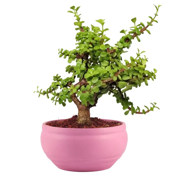 Bowl_Small_Purple_Ceramic_Pots_For_Indoor_Plants,_Planters,_Flower,_Pots,_Gamla,_Outdoor,_Balcony,_Home,_Garden,_Office_Decor,_Succulent_Pot(D_-_15_X_H_-_8_Cm)