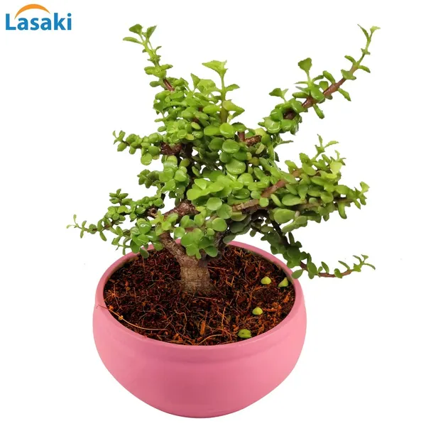 Bowl_Small_Purple_Ceramic_Pots_For_Indoor_Plants,_Planters,_Flower,_Pots,_Gamla,_Outdoor,_Balcony,_Home,_Garden,_Office_Decor,_Succulent_Pot(D_-_15_X_H_-_8_Cm)