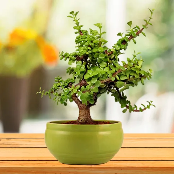 Bowl_Small_Mint_Ceramic_Pots_For_Indoor_Plants,_Planters,_Flower,_Pots,_Gamla,_Outdoor,_Balcony,_Home,_Garden,_Office_Decor,_Succulent_Pot(D_-_15_X_H_-_8_Cm)
