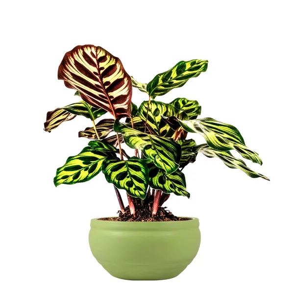 Bowl_Small_Mint_Ceramic_Pots_For_Indoor_Plants,_Planters,_Flower,_Pots,_Gamla,_Outdoor,_Balcony,_Home,_Garden,_Office_Decor,_Succulent_Pot(D_-_15_X_H_-_8_Cm)