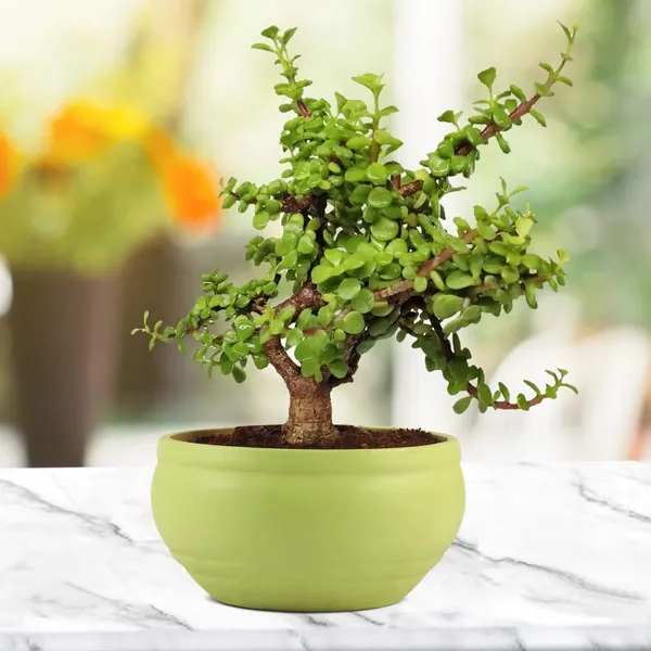 Bowl_Small_Mint_Ceramic_Pots_For_Indoor_Plants,_Planters,_Flower,_Pots,_Gamla,_Outdoor,_Balcony,_Home,_Garden,_Office_Decor,_Succulent_Pot(D_-_15_X_H_-_8_Cm)