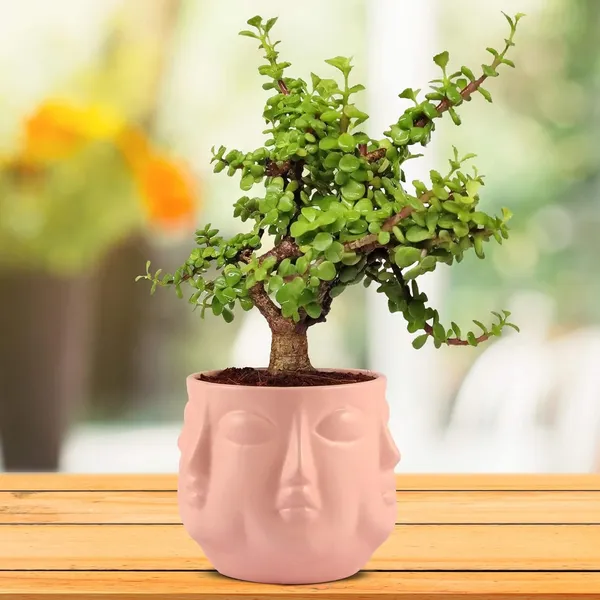 Vivan_Pink_Ceramic_Pots_For_Indoor_Plants,_Planters,_Flower,_Pots,_Gamla,_Outdoor,_Balcony,_Home,_Garden,_Office_Decor,_Succulent_Pot(H_-_10_X_D_-_10_Cm)