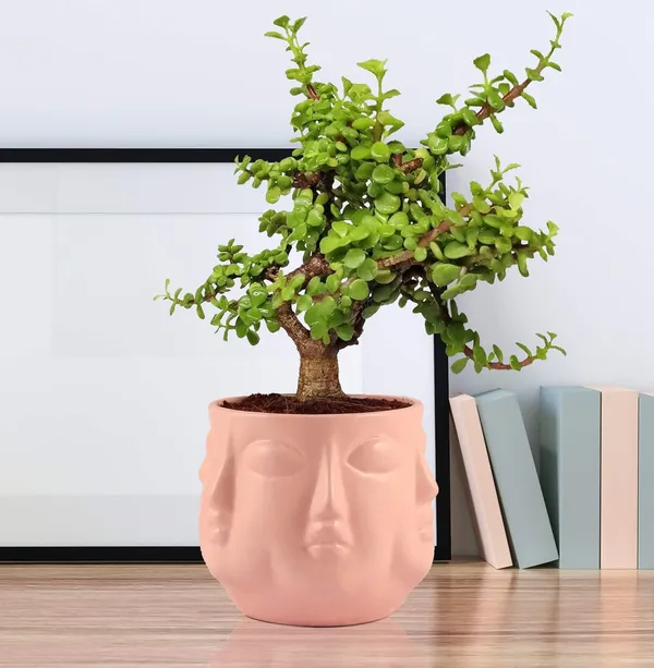Vivan_Pink_Ceramic_Pots_For_Indoor_Plants,_Planters,_Flower,_Pots,_Gamla,_Outdoor,_Balcony,_Home,_Garden,_Office_Decor,_Succulent_Pot(H_-_10_X_D_-_10_Cm)