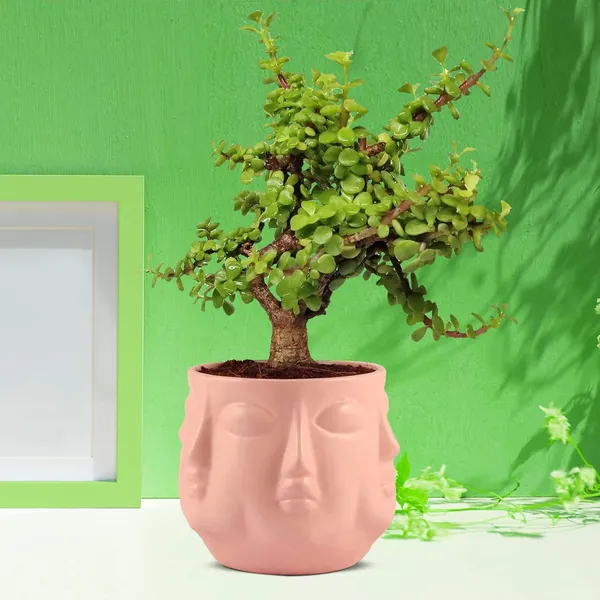 Vivan_Pink_Ceramic_Pots_For_Indoor_Plants,_Planters,_Flower,_Pots,_Gamla,_Outdoor,_Balcony,_Home,_Garden,_Office_Decor,_Succulent_Pot(H_-_10_X_D_-_10_Cm)