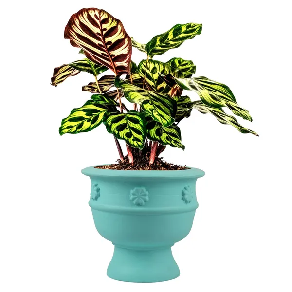 Oreo_Flower_Aqua_Ceramic_Pots_For_Indoor_Plants,_Planters,_Flower,_Pots,_Gamla,_Outdoor,_Balcony,_Home,_Garden,_Office_Decor,_Succulent_Pot_(D_-_21_X_H_-_18_Cm)