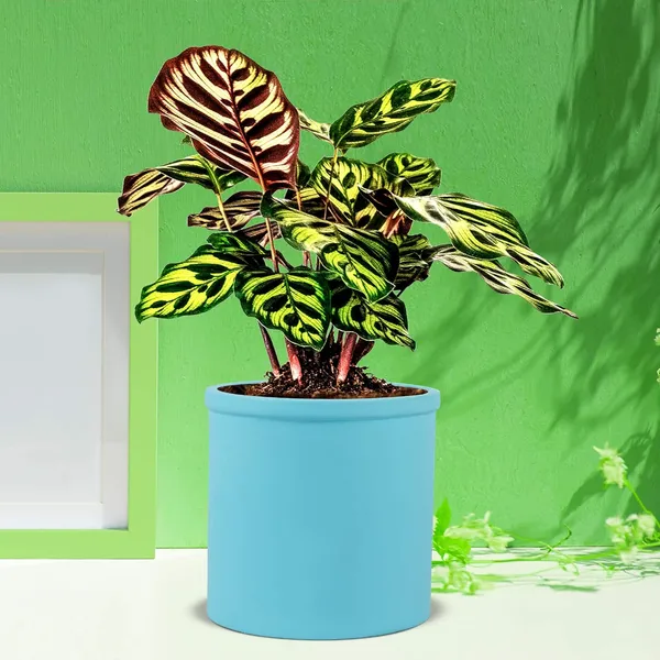 Gloria_Aqua_Ceramic_Pots_For_Indoor_Plants,_Planters,_Flower,_Pots,_Gamla,_Outdoor,_Balcony,_Home,_Garden,_Office_Decor,_Succulent_Pot(H_-_13_X_D_-_13_Cm)