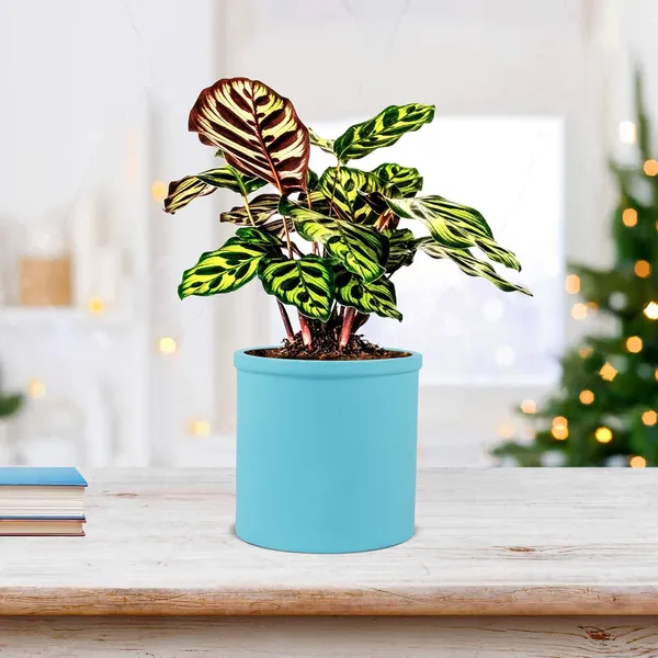 Gloria_Aqua_Ceramic_Pots_For_Indoor_Plants,_Planters,_Flower,_Pots,_Gamla,_Outdoor,_Balcony,_Home,_Garden,_Office_Decor,_Succulent_Pot(H_-_13_X_D_-_13_Cm)