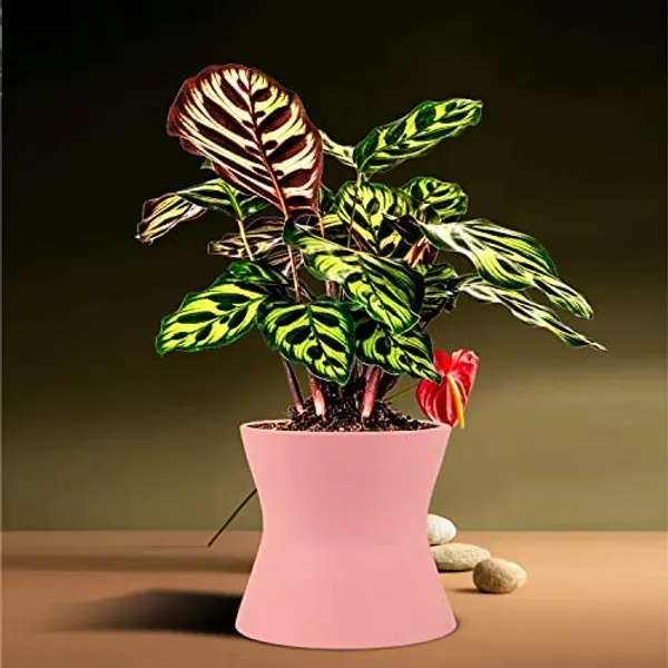 Damru_Pink_Ceramic_Pots_For_Indoor_Plants,_Planters,_Flower,_Pots,_Gamla,_Outdoor,_Balcony,_Home,_Garden,_Office_Decor,_Succulent_Pot(H_-_11_X_D_-_11_Cm)
