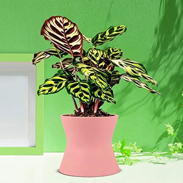 Damru_Pink_Ceramic_Pots_For_Indoor_Plants,_Planters,_Flower,_Pots,_Gamla,_Outdoor,_Balcony,_Home,_Garden,_Office_Decor,_Succulent_Pot(H_-_11_X_D_-_11_Cm)