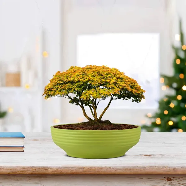 Camry_Medium_Mint_Ceramic_Pots_For_Indoor_Plants,_Planters,_Flower,_Pots,_Gamla,_Outdoor,_Balcony,_Home,_Garden,_Office_Decor,_Succulent,Bonsai(D_-_23_X_H_-_7.5_Cm)