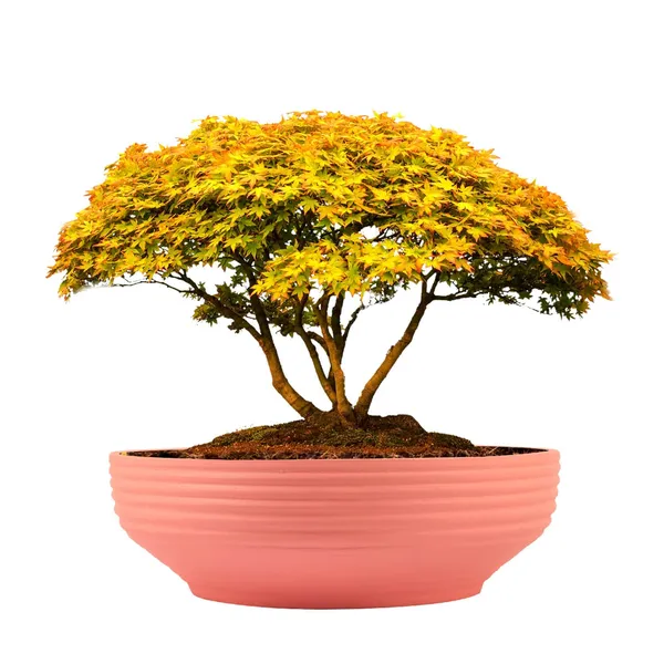 Camry_Medium_Pink_Ceramic_Pots_For_Indoor_Plants,_Planters,_Flower,_Pots,_Gamla,_Outdoor,_Balcony,_Home,_Garden,_Office_Decor,_Succulent,Bonsai(D_-_23_X_H_-_7.5_Cm)