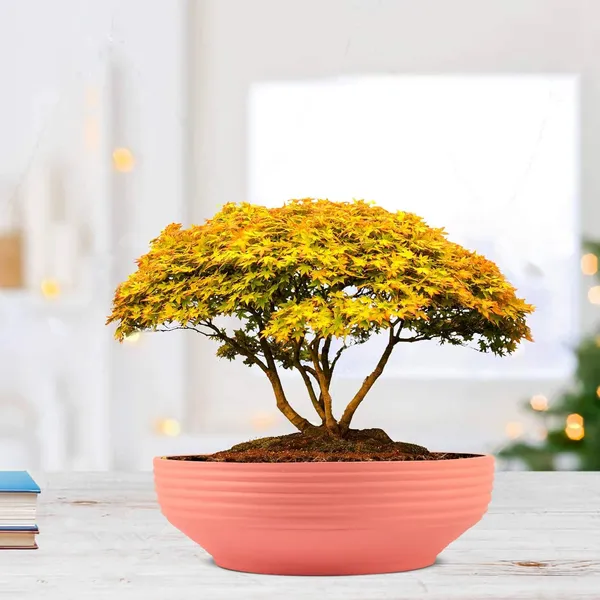 Camry_Medium_Pink_Ceramic_Pots_For_Indoor_Plants,_Planters,_Flower,_Pots,_Gamla,_Outdoor,_Balcony,_Home,_Garden,_Office_Decor,_Succulent,Bonsai(D_-_23_X_H_-_7.5_Cm)