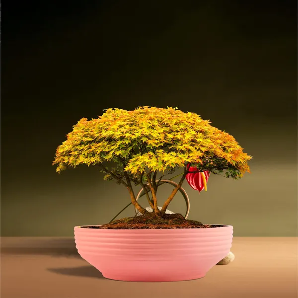 Camry_Medium_Pink_Ceramic_Pots_For_Indoor_Plants,_Planters,_Flower,_Pots,_Gamla,_Outdoor,_Balcony,_Home,_Garden,_Office_Decor,_Succulent,Bonsai(D_-_23_X_H_-_7.5_Cm)