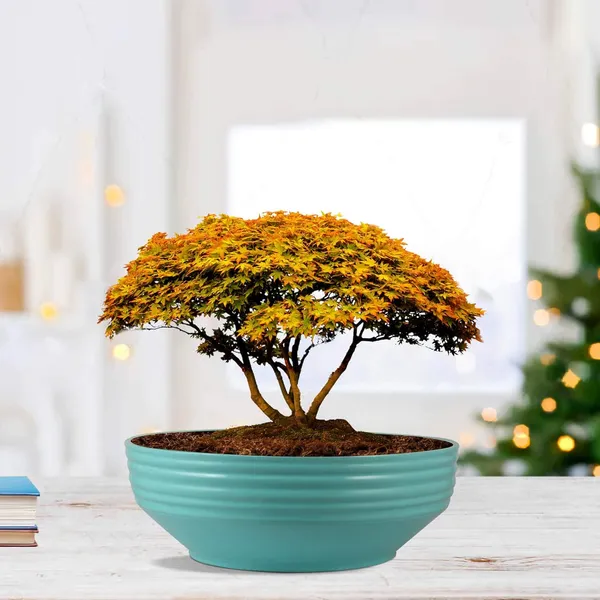 Camry_Medium_Aqua_Ceramic_Pots_For_Indoor_Plants,_Planters,_Flower,_Pots,_Gamla,_Outdoor,_Balcony,_Home,_Garden,_Office_Decor,_Succulent,Bonsai(D_-_23_X_H_-_7.5_Cm)