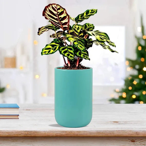 Jack_Aqua_Ceramic_Pots_For_Indoor_Plants,_Planters,_Flower,_Pots,_Gamla,_Outdoor,_Balcony,_Home,_Garden,_Office_Decor,_Succulent_Pot(H_-_15_X_D_-_10_Cm)