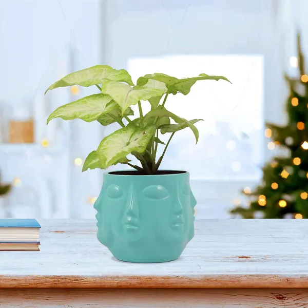 Vivan_Aqua_Ceramic_Pots_For_Indoor_Plants,_Planters,_Flower,_Pots,_Gamla,_Outdoor,_Balcony,_Home,_Garden,_Office_Decor,_Succulent_Pot(H_-_10_X_D_-_10_Cm)