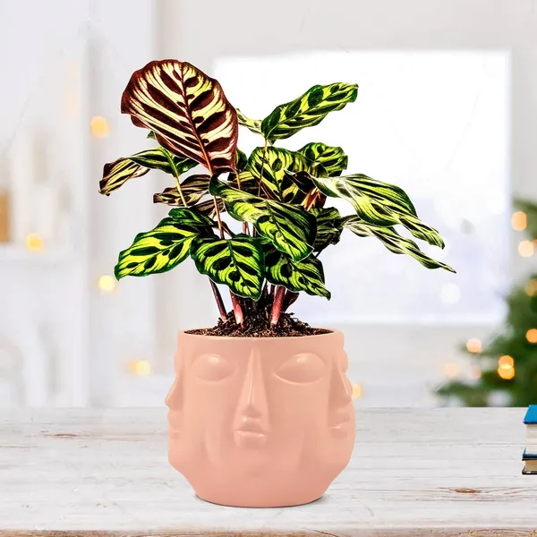 Vivan_Pink_Ceramic_Pots_For_Indoor_Plants,_Planters,_Flower,_Pots,_Gamla,_Outdoor,_Balcony,_Home,_Garden,_Office_Decor,_Succulent_Pot(H_-_10_X_D_-_10_Cm)
