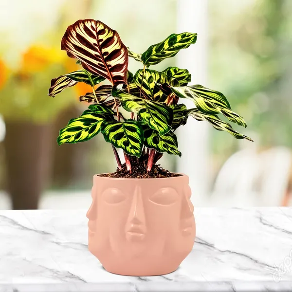 Vivan_Pink_Ceramic_Pots_For_Indoor_Plants,_Planters,_Flower,_Pots,_Gamla,_Outdoor,_Balcony,_Home,_Garden,_Office_Decor,_Succulent_Pot(H_-_10_X_D_-_10_Cm)