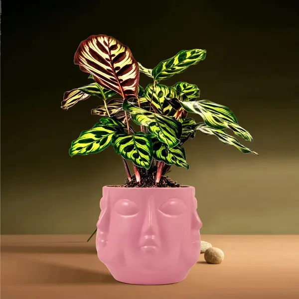 Vivan_Purple_Ceramic_Pots_For_Indoor_Plants,_Planters,_Flower,_Pots,_Gamla,_Outdoor,_Balcony,_Home,_Garden,_Office_Decor,_Succulent_Pot(H_-_10_X_D_-_10_Cm)