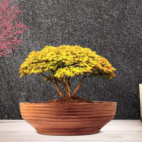 Camry_Medium_Antique_Ceramic_Pots_For_Indoor_Plants,_Planters,_Flower,_Pots,_Gamla,_Outdoor,_Balcony,_Home,_Garden,_Office_Decor,_Succulent,Bonsai(D_-_23_X_H_-_7.5_Cm)