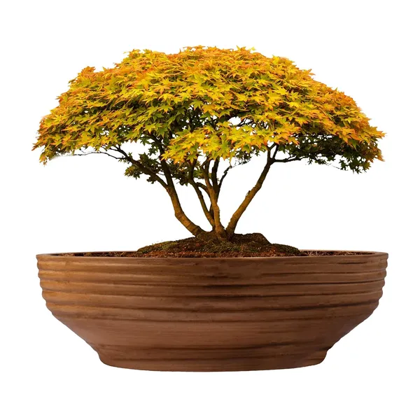 Camry_Medium_Antique_Ceramic_Pots_For_Indoor_Plants,_Planters,_Flower,_Pots,_Gamla,_Outdoor,_Balcony,_Home,_Garden,_Office_Decor,_Succulent,Bonsai(D_-_23_X_H_-_7.5_Cm)