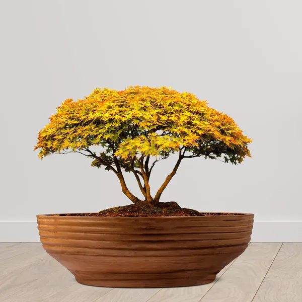 Camry_Medium_Antique_Ceramic_Pots_For_Indoor_Plants,_Planters,_Flower,_Pots,_Gamla,_Outdoor,_Balcony,_Home,_Garden,_Office_Decor,_Succulent,Bonsai(D_-_23_X_H_-_7.5_Cm)