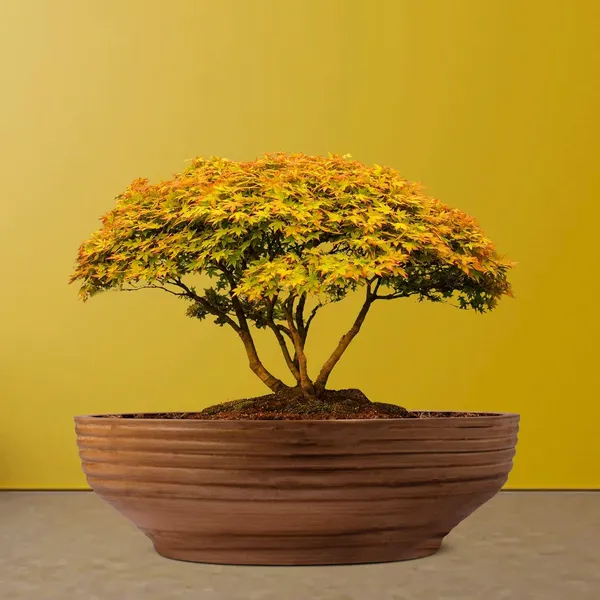 Camry_Medium_Antique_Ceramic_Pots_For_Indoor_Plants,_Planters,_Flower,_Pots,_Gamla,_Outdoor,_Balcony,_Home,_Garden,_Office_Decor,_Succulent,Bonsai(D_-_23_X_H_-_7.5_Cm)