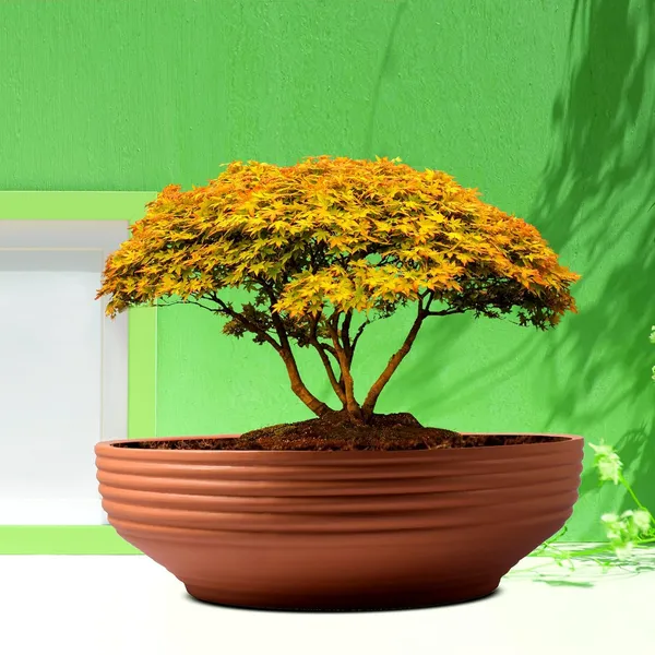 Camry_Medium_Ginger_Ceramic_Pots_For_Indoor_Plants,_Planters,_Flower,Pots,_Gamla,_Outdoor,_Balcony,_Home,_Garden,_Office_Decor,_Succulent,Bonsai(D-23_Xh-7.5_Cm),Multicolor