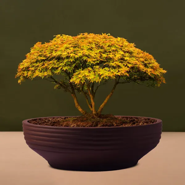 Camry_Medium_Truffle_Ceramic_Pots_For_Indoor_Plants,_Planters,_Flower,_Pots,_Gamla,_Outdoor,_Balcony,_Home,_Garden,_Office_Decor,_Succulent,Bonsai(D_-_23_X_H_-_7.5_Cm)
