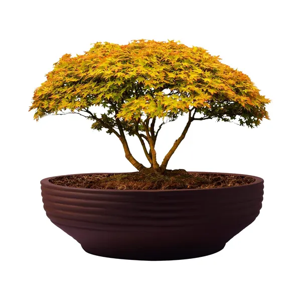 Camry_Medium_Truffle_Ceramic_Pots_For_Indoor_Plants,_Planters,_Flower,_Pots,_Gamla,_Outdoor,_Balcony,_Home,_Garden,_Office_Decor,_Succulent,Bonsai(D_-_23_X_H_-_7.5_Cm)