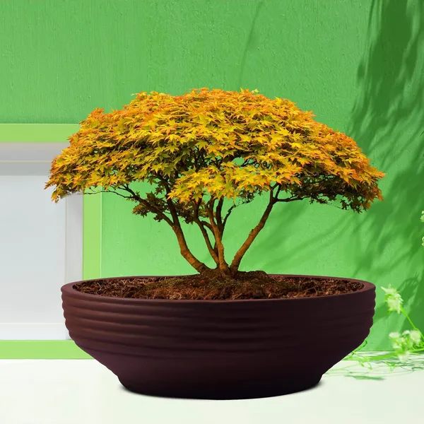 Camry_Medium_Truffle_Ceramic_Pots_For_Indoor_Plants,_Planters,_Flower,_Pots,_Gamla,_Outdoor,_Balcony,_Home,_Garden,_Office_Decor,_Succulent,Bonsai(D_-_23_X_H_-_7.5_Cm)