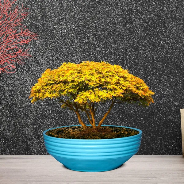 Camry_Medium_Aqua_Ceramic_Pots_For_Indoor_Plants,_Planters,_Flower,_Pots,_Gamla,_Outdoor,_Balcony,_Home,_Garden,_Office_Decor,_Succulent,Bonsai(D_-_23_X_H_-_7.5_Cm)