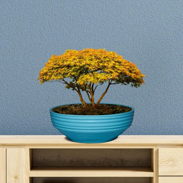 Camry_Medium_Aqua_Ceramic_Pots_For_Indoor_Plants,_Planters,_Flower,_Pots,_Gamla,_Outdoor,_Balcony,_Home,_Garden,_Office_Decor,_Succulent,Bonsai(D_-_23_X_H_-_7.5_Cm)