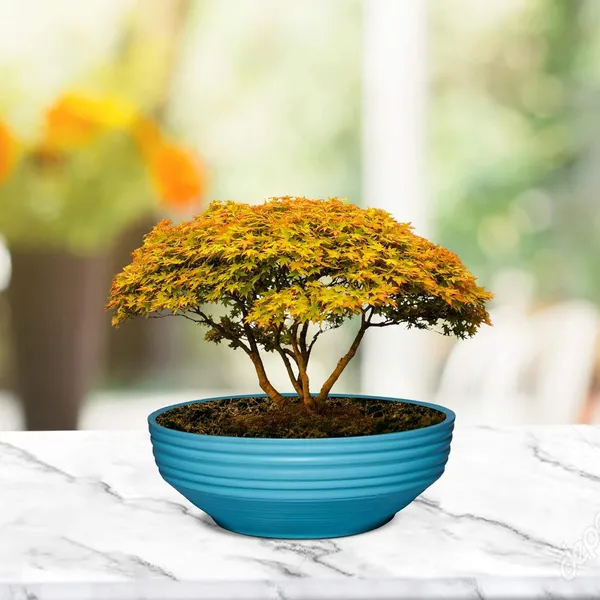Camry_Medium_Aqua_Ceramic_Pots_For_Indoor_Plants,_Planters,_Flower,_Pots,_Gamla,_Outdoor,_Balcony,_Home,_Garden,_Office_Decor,_Succulent,Bonsai(D_-_23_X_H_-_7.5_Cm)