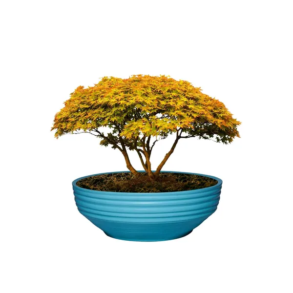 Camry_Medium_Aqua_Ceramic_Pots_For_Indoor_Plants,_Planters,_Flower,_Pots,_Gamla,_Outdoor,_Balcony,_Home,_Garden,_Office_Decor,_Succulent,Bonsai(D_-_23_X_H_-_7.5_Cm)