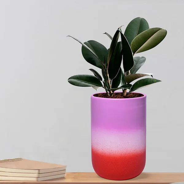 Jack_3T_Pwr_Ceramic_Pots_For_Indoor_Plants,_Planters,_Flower,_Pots,_Gamla,_Outdoor,_Balcony,_Home,_Garden,_Office_Decor,_Succulent_Pot(H_-_15_X_D_-_10_Cm)