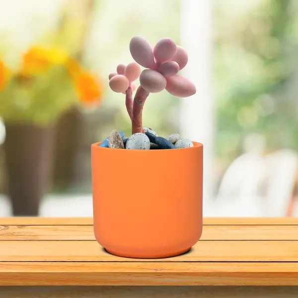 Zeno_Lily_Ceramic_Pots_For_Indoor_Plants,_Planters,_Flower,_Pots,_Gamla,_Outdoor,_Balcony,_Home,_Garden,_Office_Decor,_Succulent_Pot(H_-_9_X_D_-_9_Cm)