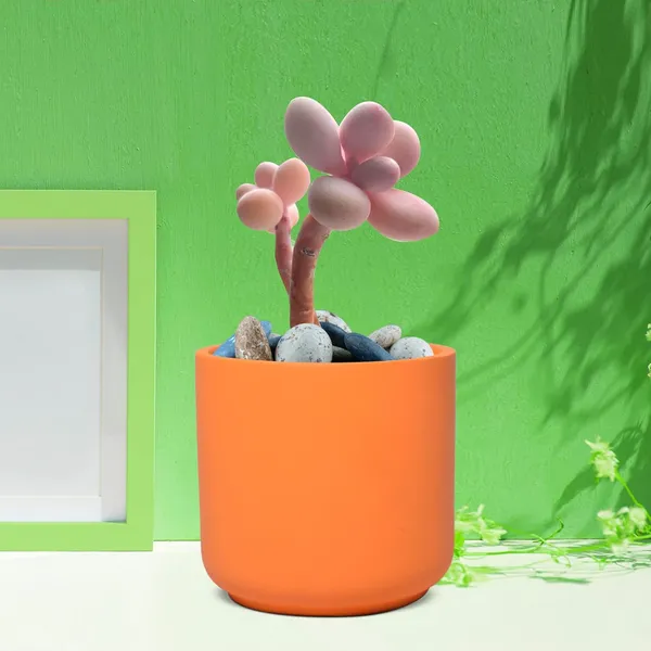 Zeno_Lily_Ceramic_Pots_For_Indoor_Plants,_Planters,_Flower,_Pots,_Gamla,_Outdoor,_Balcony,_Home,_Garden,_Office_Decor,_Succulent_Pot(H_-_9_X_D_-_9_Cm)