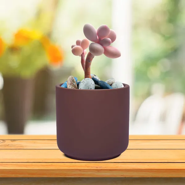 Zeno_Truffle_Ceramic_Pots_For_Indoor_Plants,_Planters,_Flower,_Pots,_Gamla,_Outdoor,_Balcony,_Home,_Garden,_Office_Decor,_Succulent_Pot(H_-_9_X_D_-_9_Cm)