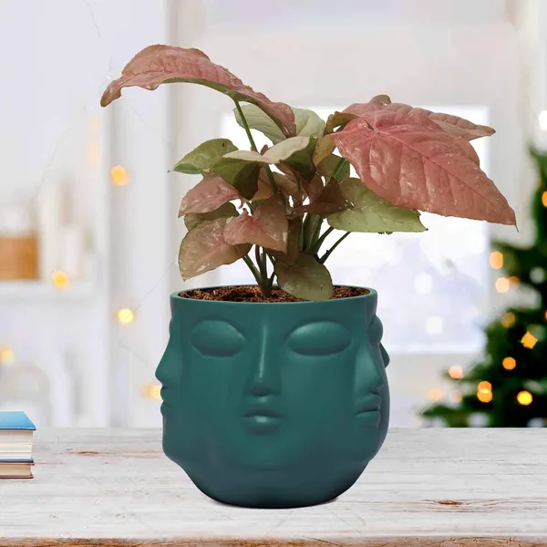 Vivan_Deep_Jungle_Ceramic_Pots_For_Indoor_Plants,_Planters,_Flower,_Pots,_Gamla,_Outdoor,_Balcony,_Home,_Garden,_Office_Decor,_Succulent_Pot(H_-_10_X_D_-_10_Cm)