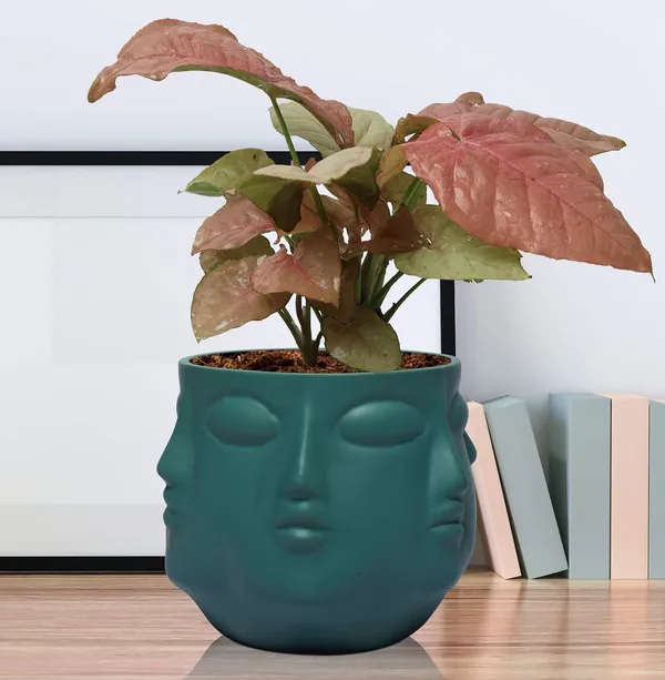 Vivan_Deep_Jungle_Ceramic_Pots_For_Indoor_Plants,_Planters,_Flower,_Pots,_Gamla,_Outdoor,_Balcony,_Home,_Garden,_Office_Decor,_Succulent_Pot(H_-_10_X_D_-_10_Cm)
