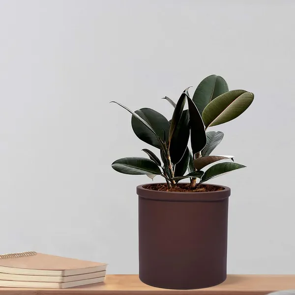 Gloria_Truffle_Ceramic_Pots_For_Indoor_Plants,_Planters,_Flower,_Pots,_Gamla,_Outdoor,_Balcony,_Home,_Garden,_Office_Decor,_Succulent_Pot(H_-_13_X_D_-_13_Cm)