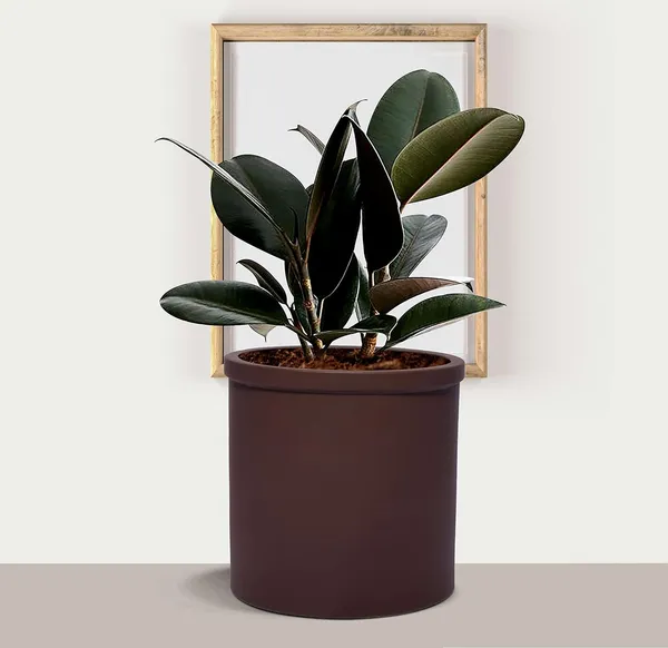Gloria_Truffle_Ceramic_Pots_For_Indoor_Plants,_Planters,_Flower,_Pots,_Gamla,_Outdoor,_Balcony,_Home,_Garden,_Office_Decor,_Succulent_Pot(H_-_13_X_D_-_13_Cm)