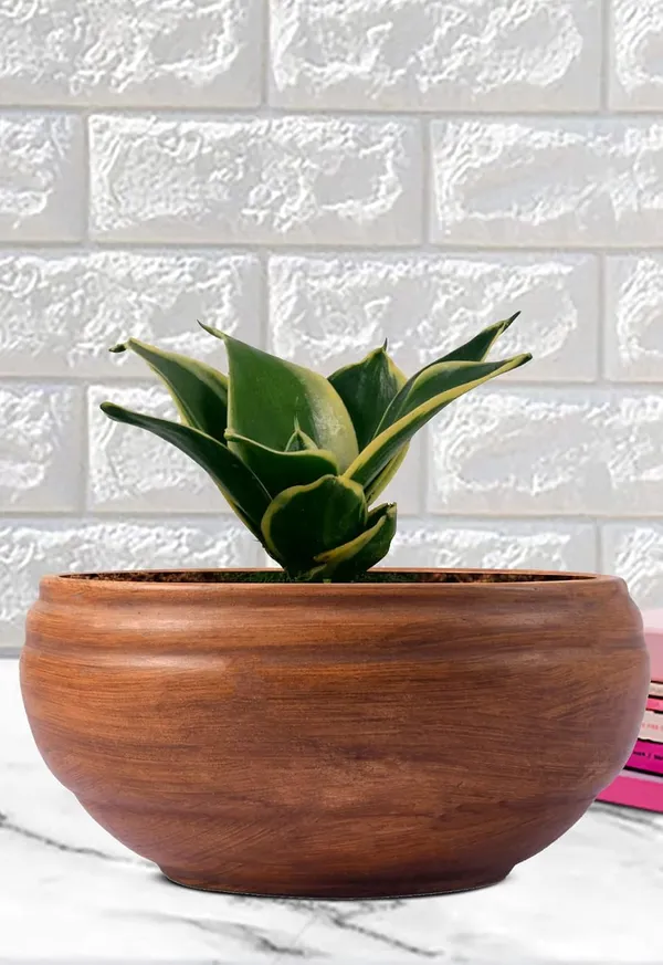 Sansevieria_Golden_Hahnii_Snake_Plant_Air_Purifying_With_Bowl_Small_Ceramic_Pot_(Antique)