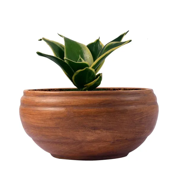 Sansevieria_Golden_Hahnii_Snake_Plant_Air_Purifying_With_Bowl_Small_Ceramic_Pot_(Antique)