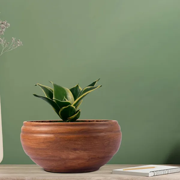 Sansevieria_Golden_Hahnii_Snake_Plant_Air_Purifying_With_Bowl_Small_Ceramic_Pot_(Antique)