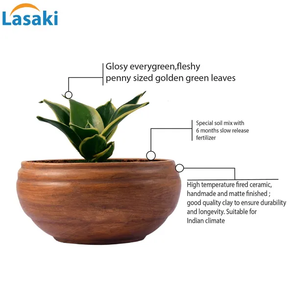 Sansevieria_Golden_Hahnii_Snake_Plant_Air_Purifying_With_Bowl_Small_Ceramic_Pot_(Antique)
