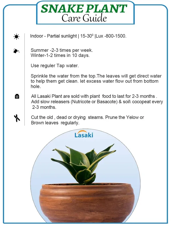 Sansevieria_Golden_Hahnii_Snake_Plant_Air_Purifying_With_Bowl_Small_Ceramic_Pot_(Antique)